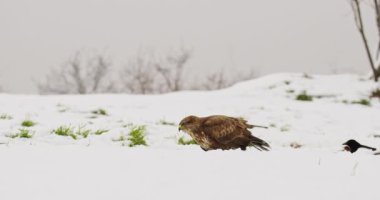 Genel akbaba ve Avrasya saksağanlarının yaramazlıklarının yer aldığı kış manzarası