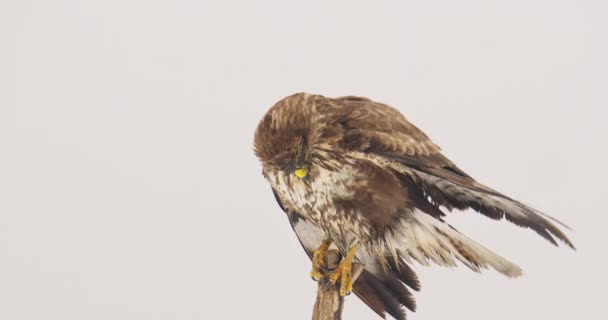 Close Footage Common Buzzard Perched Wooden Pillar Windy Winter Day — Stock Video