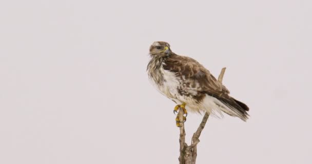 多风的冬日里 普通的秃鹰栖息在光秃秃的树上 — 图库视频影像