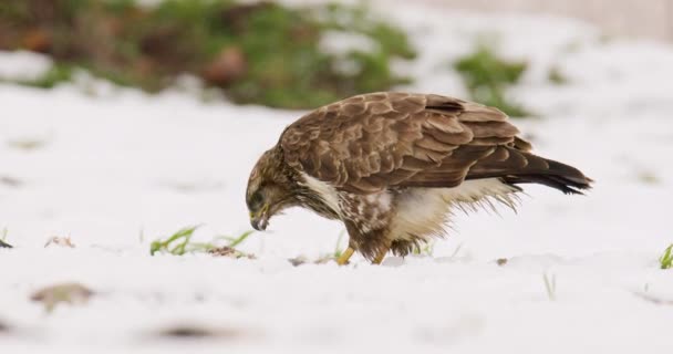 Common Buzzard Eat Snow Covered Ground Few Blades Grass Poking — Stock Video