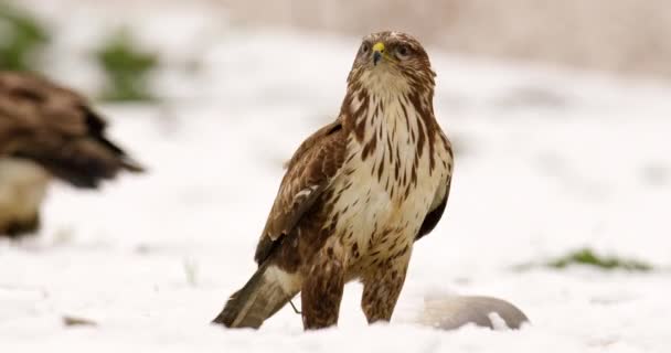Buitre Común Observando Sus Alrededores Día Nevado Otras Aves Vagan — Vídeos de Stock
