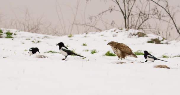 Vanlig Vråk Och Skurk Eurasiska Magpies Äter Snöig Mark — Stockvideo