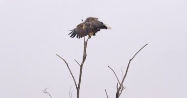 Görkemli beyaz kuyruklu kartal, beyaz kış göğüne karşı çıplak ağacın tepesine indi.