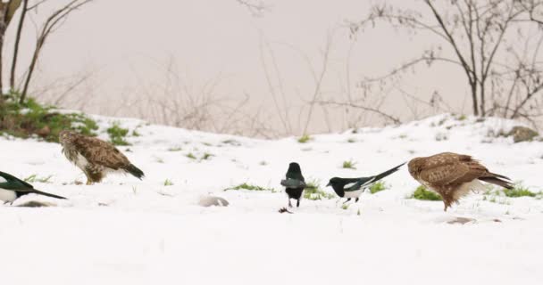 Avvoltoi Comuni Gazze Eurasiatiche Mangiare Fuori Terreno Innevato — Video Stock