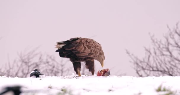 Orzeł Białogłowy Jedzący Rybią Głowę Śnieżnej Ziemi Jak Eurazjatycka Sroka — Wideo stockowe