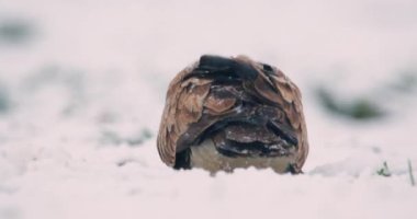 Sıradan bir akbaba, kardan yiyeceği koparıp yiyor. Arkadan görülüyor.