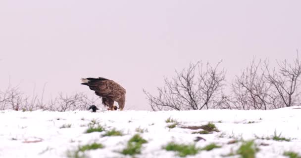 White Tailed Eagle Eating Snowy Ground While Eurasian Magpie Jumps — Stock Video