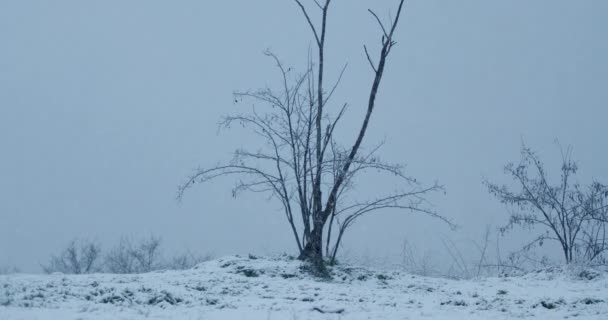 在暴风雪中 夜幕降临时 大自然光秃秃的树木隆重的冬季画面 — 图库视频影像