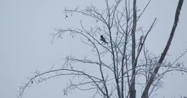 Magpie Eurasian Empoleirado Uma Árvore Desencapada Durante Snowfall Enquanto Noite — Vídeo de Stock
