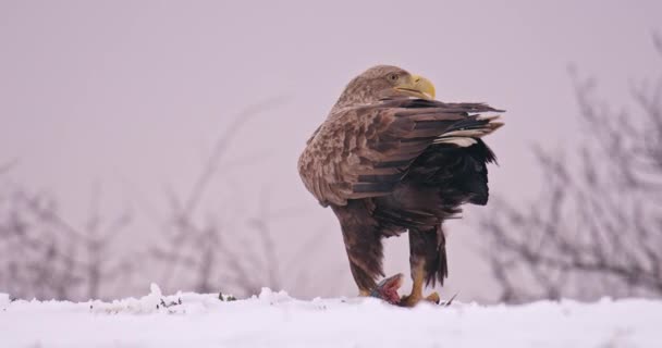 Majestuoso Águila Cola Blanca Comiendo Pescado Cabeza Mientras Está Pie — Vídeos de Stock