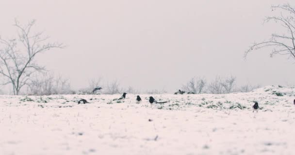 Eurasian Magpies Roaming Snowdrift Como Buzzard Comum Junta Eles Comer — Vídeo de Stock