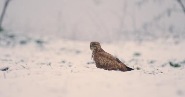 一般的なバザードは雪の降雪中に雪の地面から飛行します — ストック動画