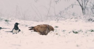 Karlı zeminden beslenen bir akbaba. Kar yağarken etrafta birkaç saksağan olur.