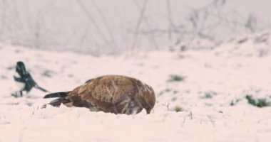 Parçalarını koparan bir akbaba kar fırtınası sırasında avlanır ve karın içinde yer.