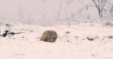 Parçalarını koparan bir akbaba kar fırtınası sırasında avlanır ve karın içinde yer.