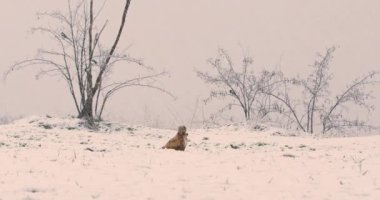 Karlı zeminde bir akbabanın ve ağaçta saksağanların doğa görüntüleri.