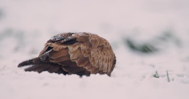 Nahaufnahme Von Mäusebussard Auf Verschneitem Boden Der Sich Bei Schneefall — Stockvideo