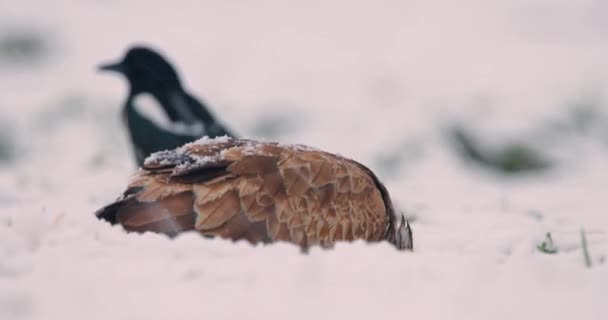雪の日に肉を食べるバズヤードの極端なクローズアップ映像 — ストック動画