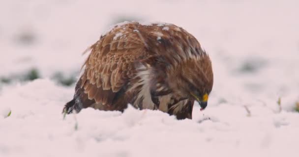 Ekstremalne Zbliżenie Nagrania Myszołów Żywiących Się Mięsem Śniegu Podczas Opadów — Wideo stockowe