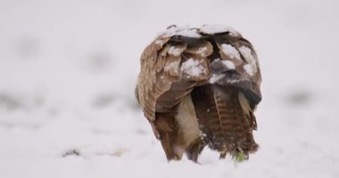 Karla kaplı zeminden yemek yerken akbabanın kuyruğunun görüntüsünü kapat.
