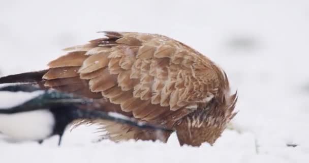 Menutup Cuplikan Umum Burung Pemakan Bangkai Dan Murai Eurasia Berjalan — Stok Video