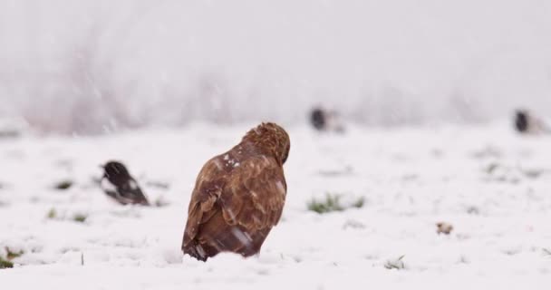Snow Falls Common Buzzard Magpies Ground — Stock Video