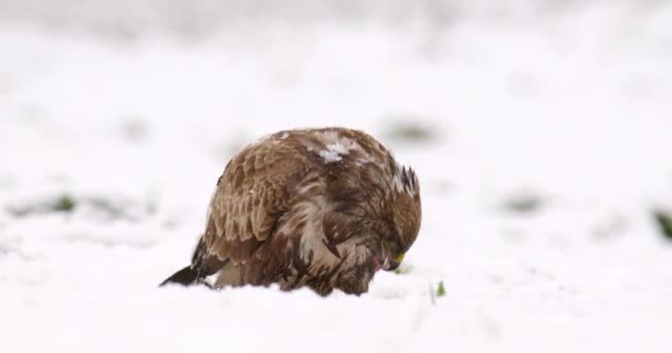 Mäusebussard Aus Nächster Nähe Wenn Von Schneebedecktem Boden Frisst — Stockvideo