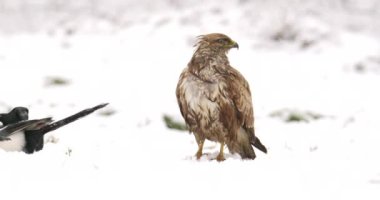 Saksağanlar ve akbabalar kar fırtınası sırasında birlikte yemek yerler.