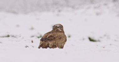 Karlı zeminden beslenen akbabalar gibi