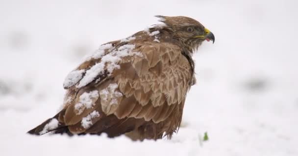 Extreme Close Footage Buzzard Feeding Meat Snow Snowfall — Stock Video