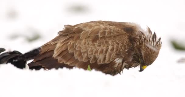 Close Footage Buzzard Eating Magpies Walk Snow — Stock Video