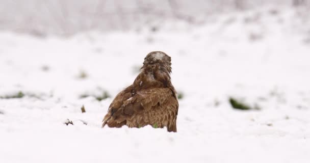 Buzzard Lifts Its Tail Rips Piece Meat Perched Snow — Stock Video