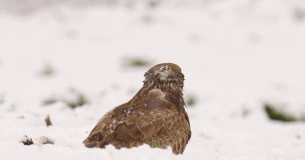 Close Wildlife Footage Buzzard Eating Ground Snowy Day — Stock Video