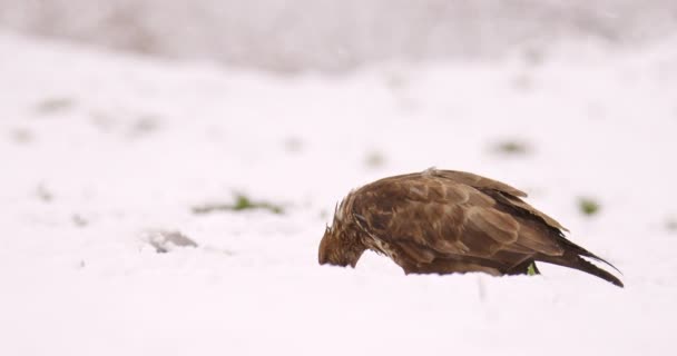 雪の日に地面から食べるバザードの野生生物の映像を閉じる — ストック動画