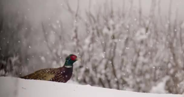 Чоловік Фазан Зникає Сухими Рослинами Взимку Під Час Снігопадів — стокове відео