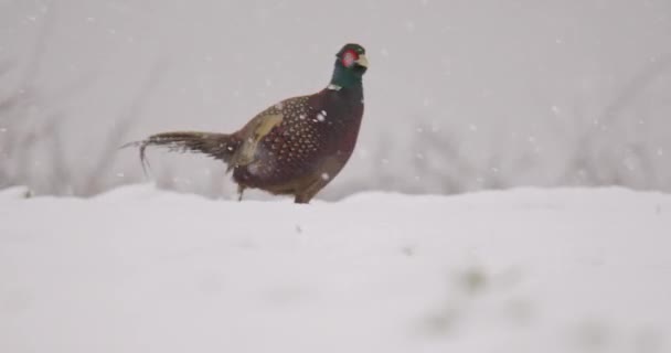 Mannelijke Fazant Lopen Rond Door Sneeuw Tijdens Sneeuwval — Stockvideo