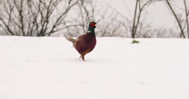 Όμορφος Φασιανός Κόκορας Περιπλανιέται Στο Χιόνι — Αρχείο Βίντεο