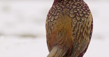 Erkek sülünün göz kamaştırıcı renkli tüylerinin aşırı yakın çekim görüntüleri