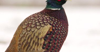 Karda duran erkek sülünün göz kamaştırıcı renkli canlı tüylerine yakın çekim