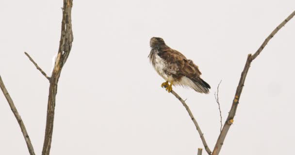 Common Buzzard Perched Bare Tree Branch Its Feathers Flutter Wind — Stock Video