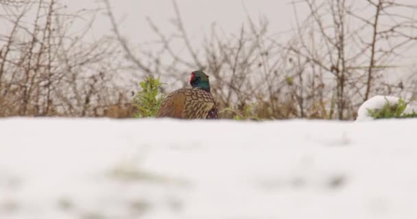 Gallo Faisán Comiendo Hojas Planta Verde Hurgando Través Deriva Nieve — Vídeos de Stock