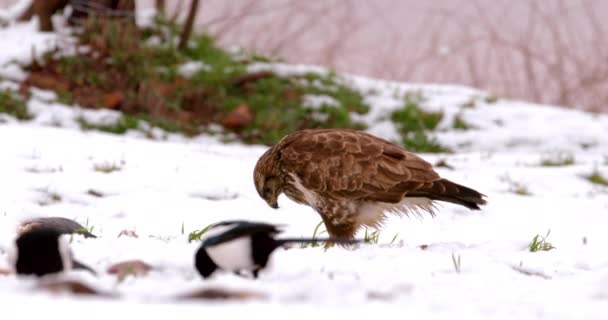 两只喜鹊和秃鹰一起吃雪地 — 图库视频影像