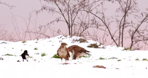 雪の地から魚を一緒に食べる共通のバズやマグロ — ストック動画