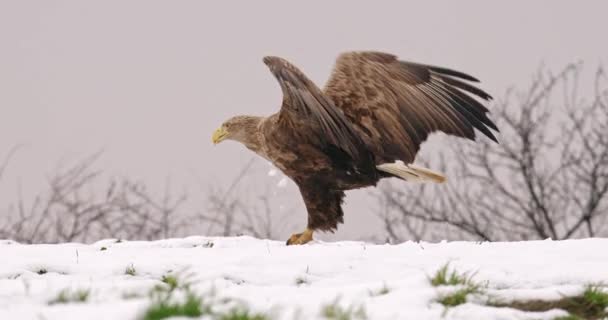 Primer Plano Imágenes Águila Cola Blanca Rasgando Comiendo Peces Muertos — Vídeos de Stock