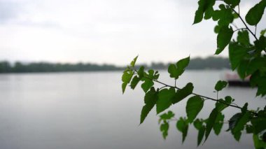 Yağmur yağarken göl kıyısındaki ince daldaki taze yeşil yaprakların görüntülerini kapat.