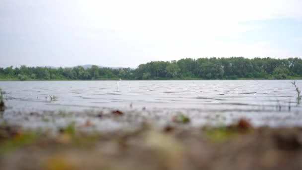 Suché Listí Klacky Břehu Jezera Hmyz Letící Nad — Stock video