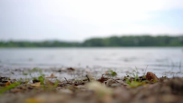 Hmyz Letící Nad Jezerem Pokrytý Suchým Listím Trávou Bela Crkva — Stock video
