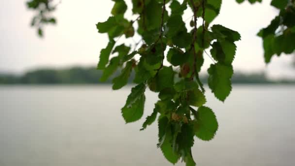 Nahaufnahme Weißer Maulbeerblätter Und Früchte Auf Einem Baum Der Seeufer — Stockvideo