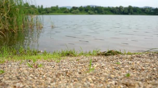 セルビアのベラクラーラ湖の砂利の岸にリードと草 — ストック動画