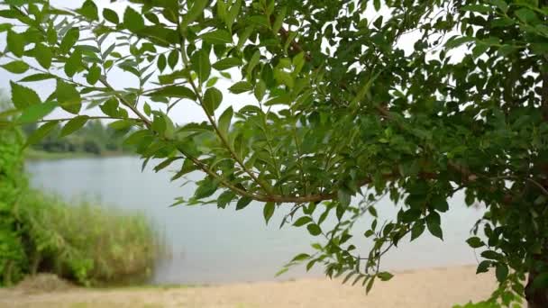 Árvore Com Folhagem Verde Exuberante Uma Costa Lago Bela Crkva — Vídeo de Stock